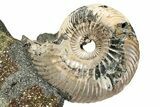Iridescent, Pyritized Ammonite (Quenstedticeras) Fossil Display #344275-1